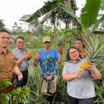 Kemenkum Jabar Kawal Pendaftaran Indikasi Geografis Nanas Madu Subang