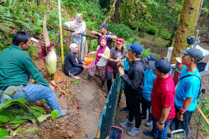 Bunga Bangkai Raksasa Mekar di Kebun Raya Bogor, Warga Rela Antre Panjang
